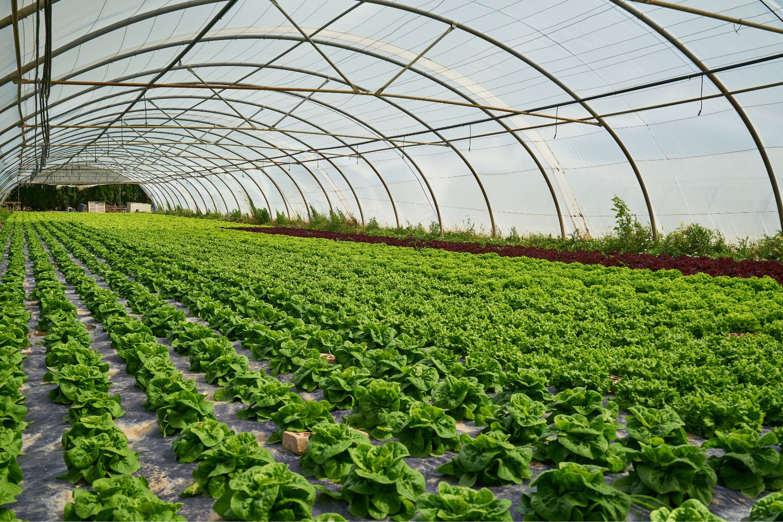 Why you should build a winter greenhouse by yourself