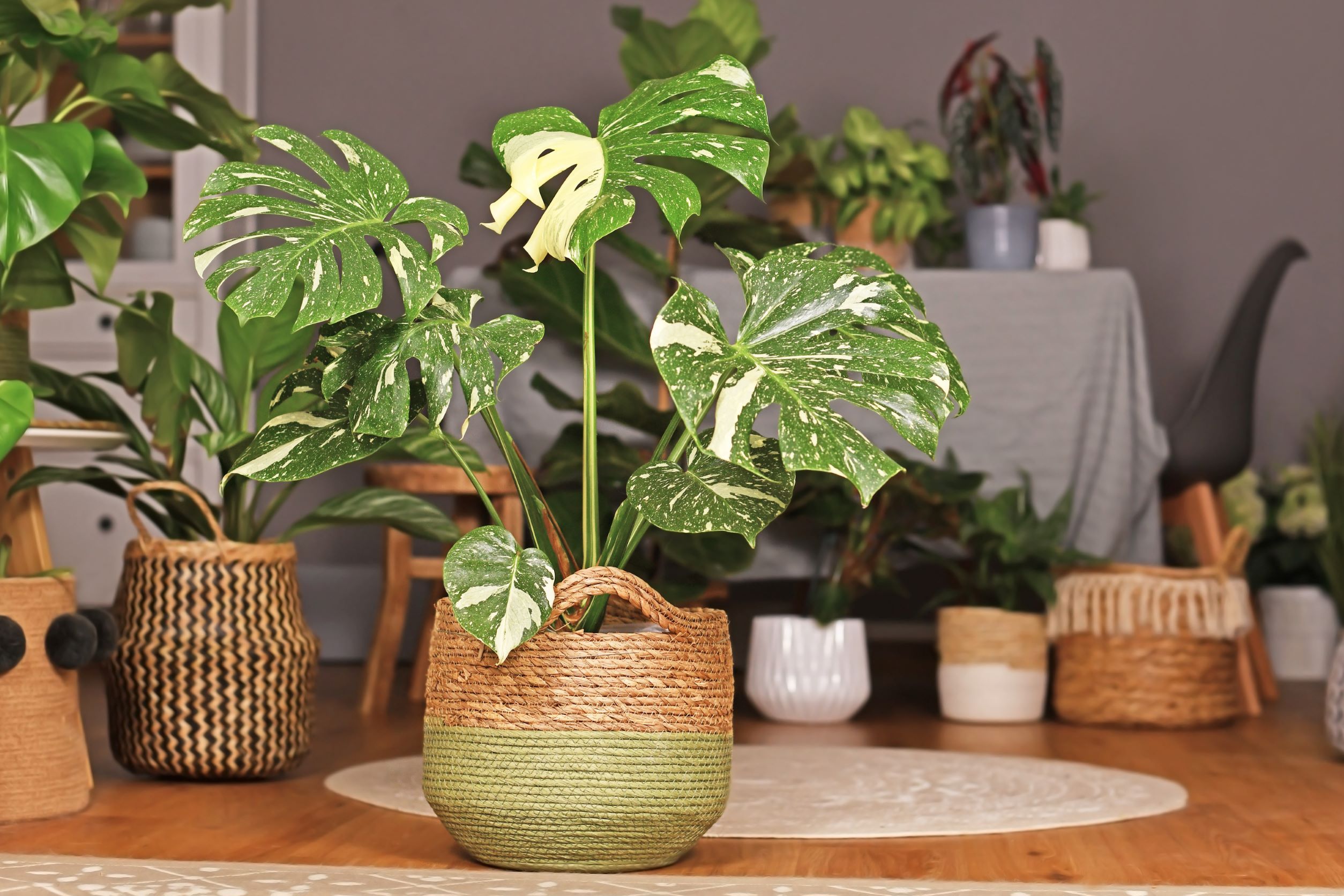 zorg na de voortplanting van monstera