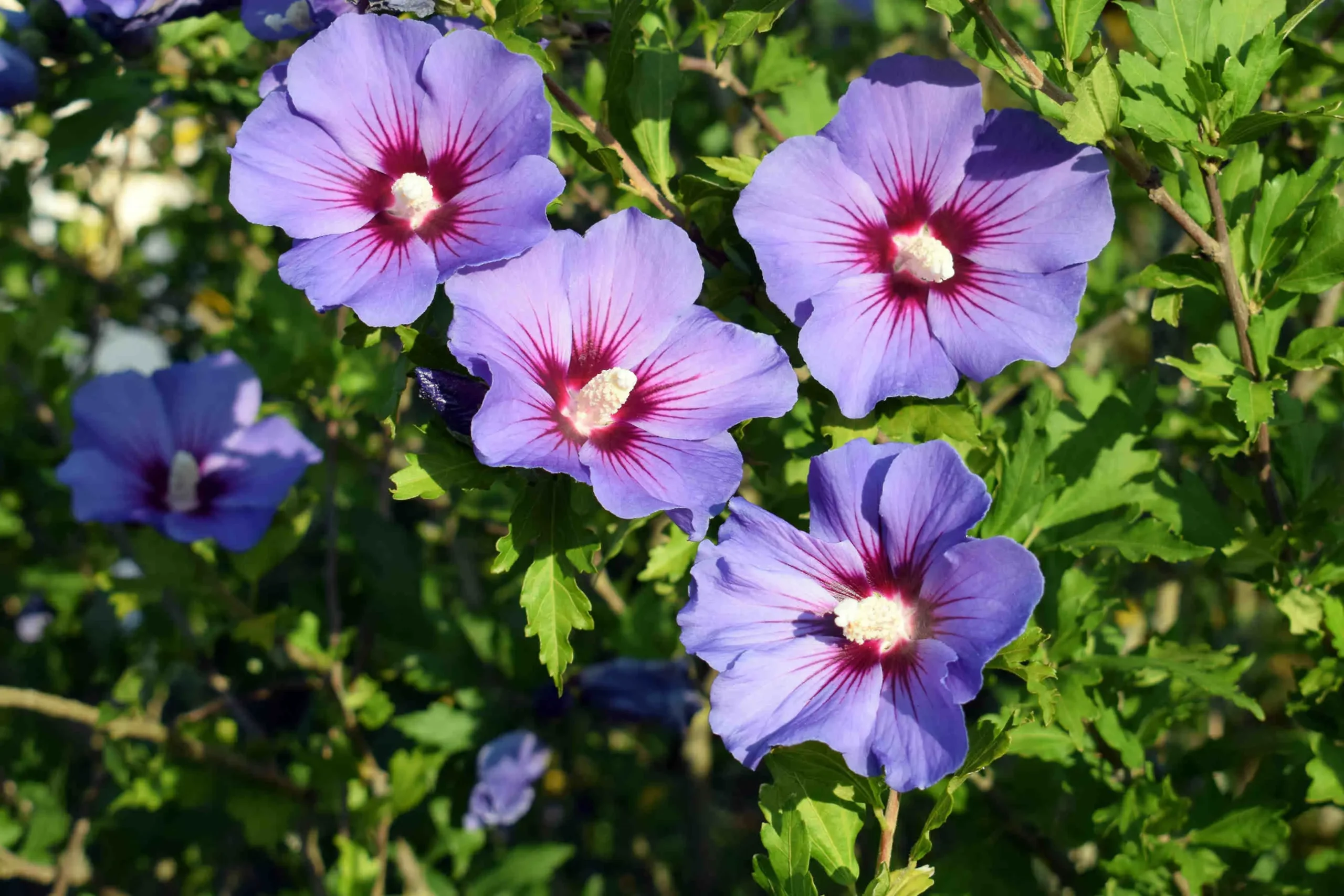 Hibiscus syriacus