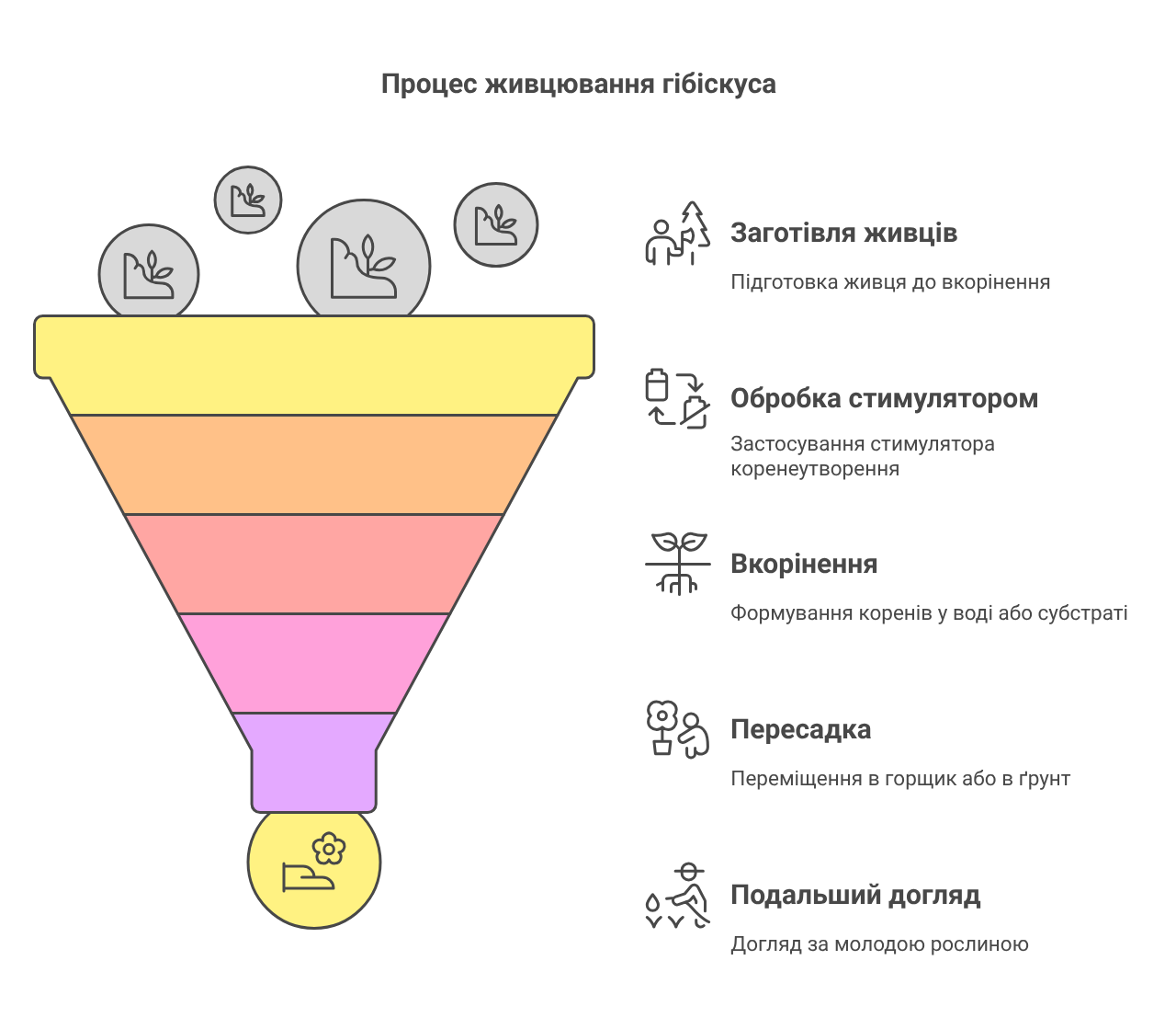 Як посадити гібіскус з гілочки (живцювання) 