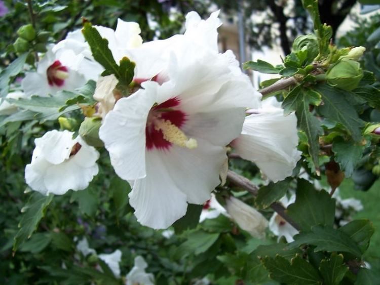 White hibiscus