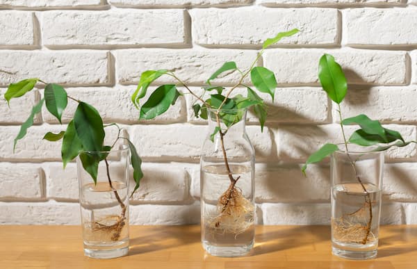 Cómo enraizar Ficus en agua