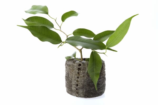 How to root Ficus in moist soil