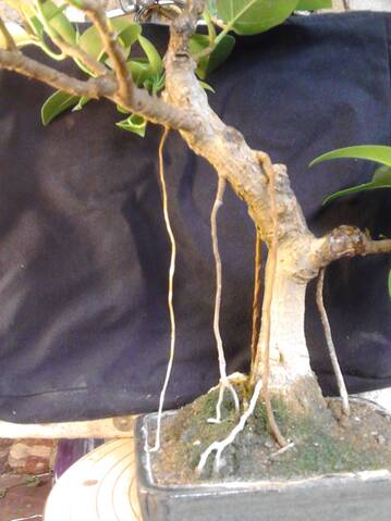 using aerial roots