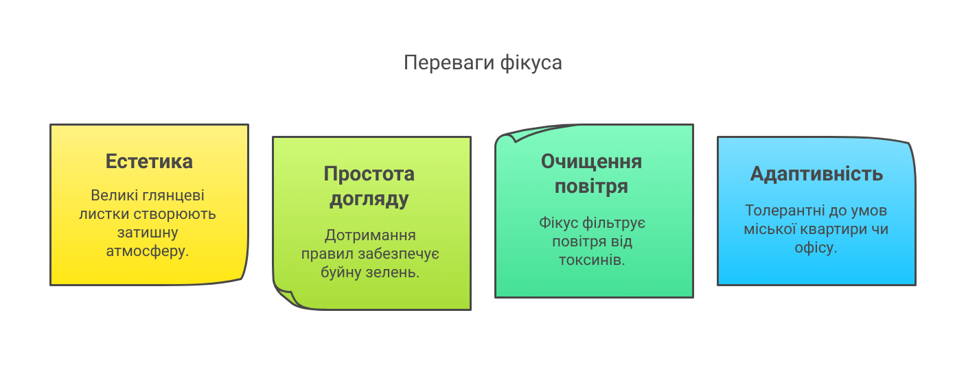 чому варто мати фікус у своїй оселі