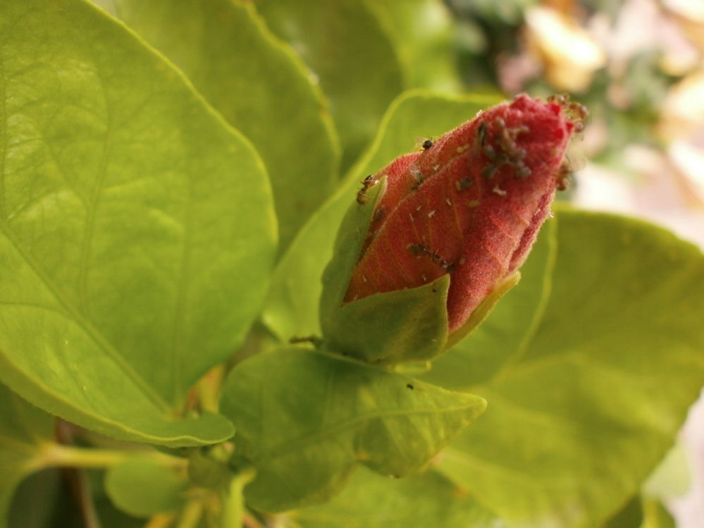 Symptômes des maladies de l'hibiscus d'intérieur